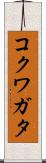 コクワガタ Scroll