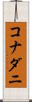 コナダニ Scroll