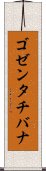 ゴゼンタチバナ Scroll