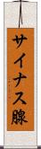 サイナス腺 Scroll