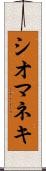 シオマネキ Scroll