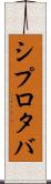 シプロタバ Scroll