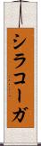 シラコーガ Scroll
