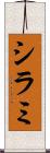 シラミ Scroll