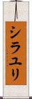 シラユリ Scroll