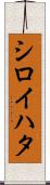 シロイハタ Scroll