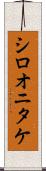 シロオニタケ Scroll
