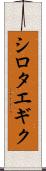 シロタエギク Scroll