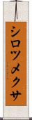 シロツメクサ Scroll