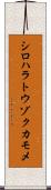 シロハラトウゾクカモメ Scroll