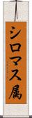 シロマス属 Scroll