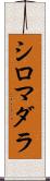 シロマダラ Scroll