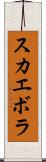 スカエボラ Scroll