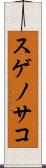 スゲノサコ Scroll