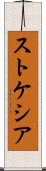 ストケシア Scroll