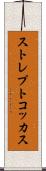 ストレプトコッカス Scroll