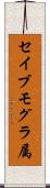 セイブモグラ属 Scroll
