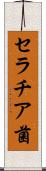 セラチア菌 Scroll