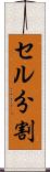 セル分割 Scroll