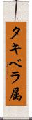 タキベラ属 Scroll