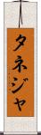 タネジャ Scroll