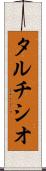 タルチシオ Scroll