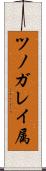 ツノガレイ属 Scroll