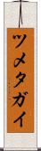 ツメタガイ Scroll