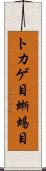 トカゲ目 Scroll