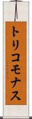 トリコモナス Scroll