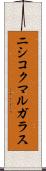 ニシコクマルガラス Scroll