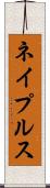 ネイプルス Scroll