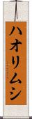 ハオリムシ Scroll