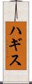 ハギス Scroll
