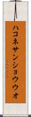 ハコネサンショウウオ Scroll