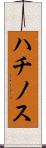 ハチノス Scroll