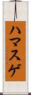 ハマスゲ Scroll
