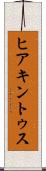 ヒアキントゥス Scroll
