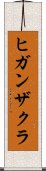 ヒガンザクラ Scroll