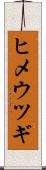ヒメウツギ Scroll