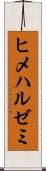 ヒメハルゼミ Scroll