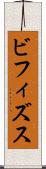 ビフィズス Scroll