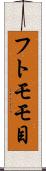 フトモモ目 Scroll