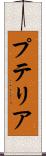 プテリア Scroll