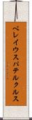 ベレイウスパテルクルス Scroll