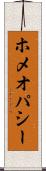 ホメオパシー Scroll