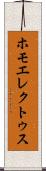 ホモ・エレクトゥス Scroll