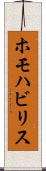ホモハビリス Scroll