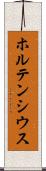 ホルテンシウス Scroll