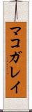 マコガレイ Scroll